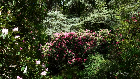 Bois des Moutiers (199) Mai 2012